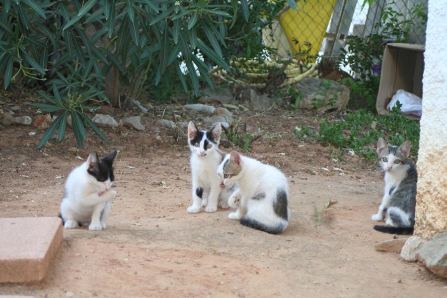 Vier Kitten.JPG