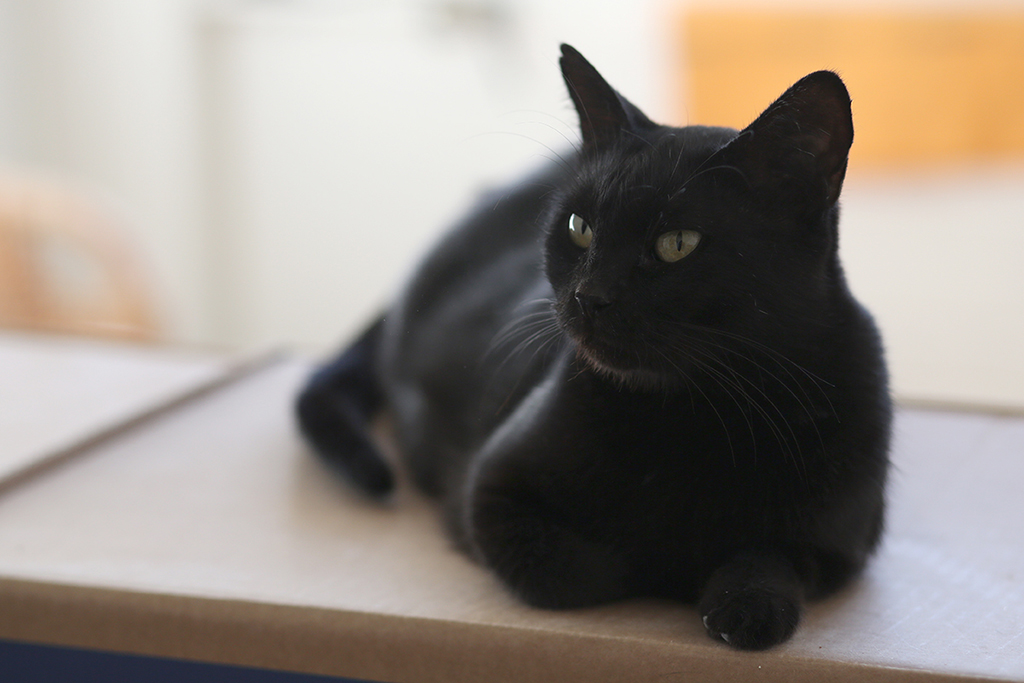 Die schwarze Katzenmama