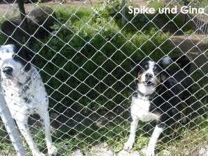 Spike und Gina Zoo.jpg