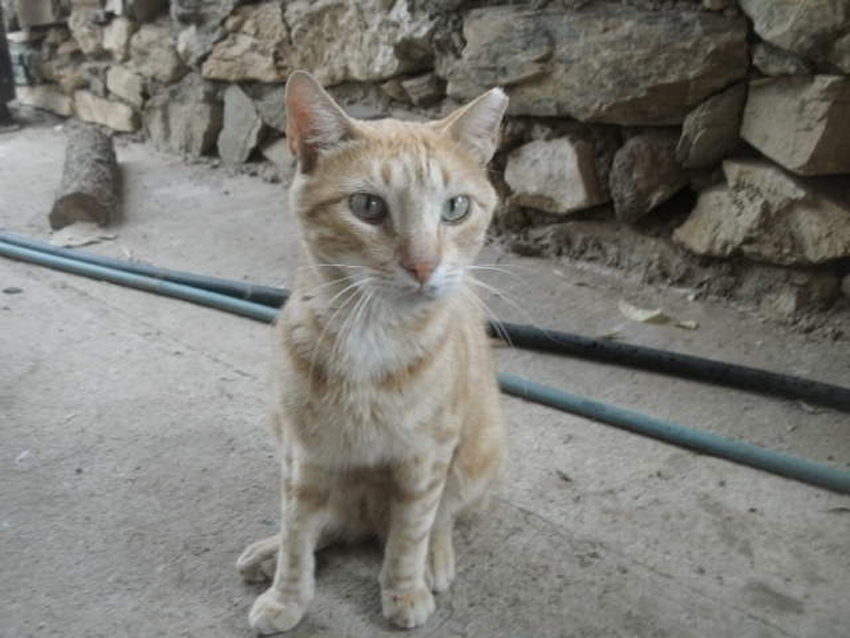 rotes_tigerli_handicat.jpg