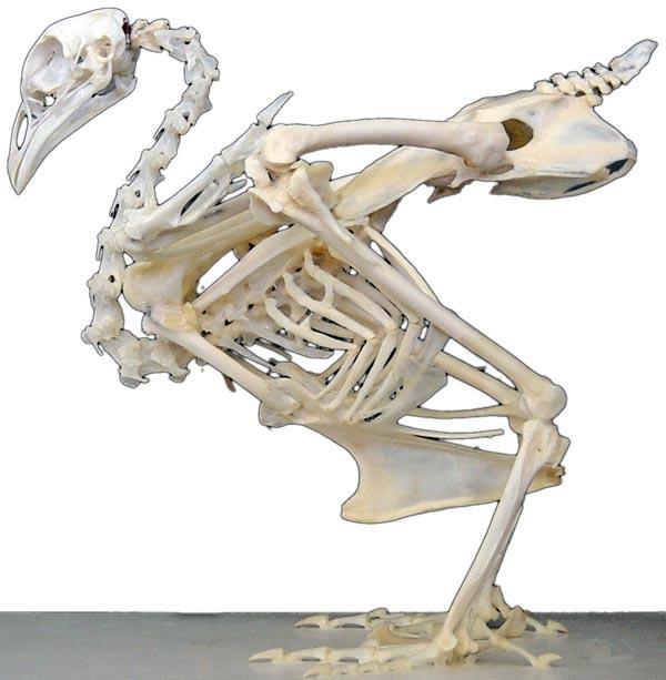 Huhn2.jpg