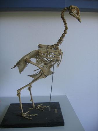 Skelett-Huhn_5664.jpg