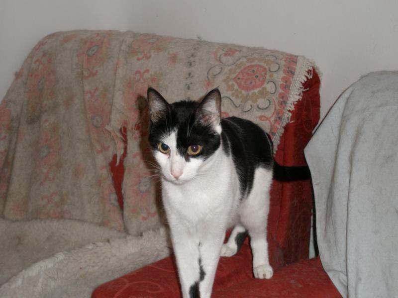 gatos 002.jpg