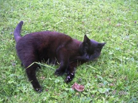 was gibt es schöneres als so eine kleine siesta auf der kühlen wiese...