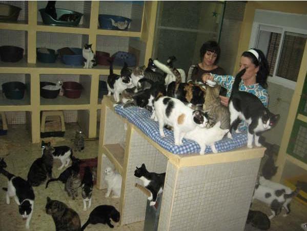 Veterinarias haciendo revision.jpg