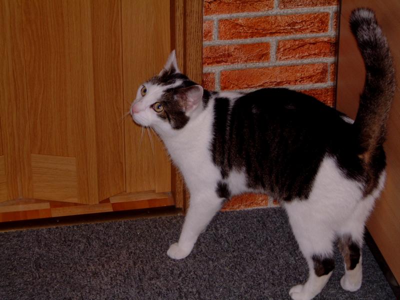 DSCF0116.JPG